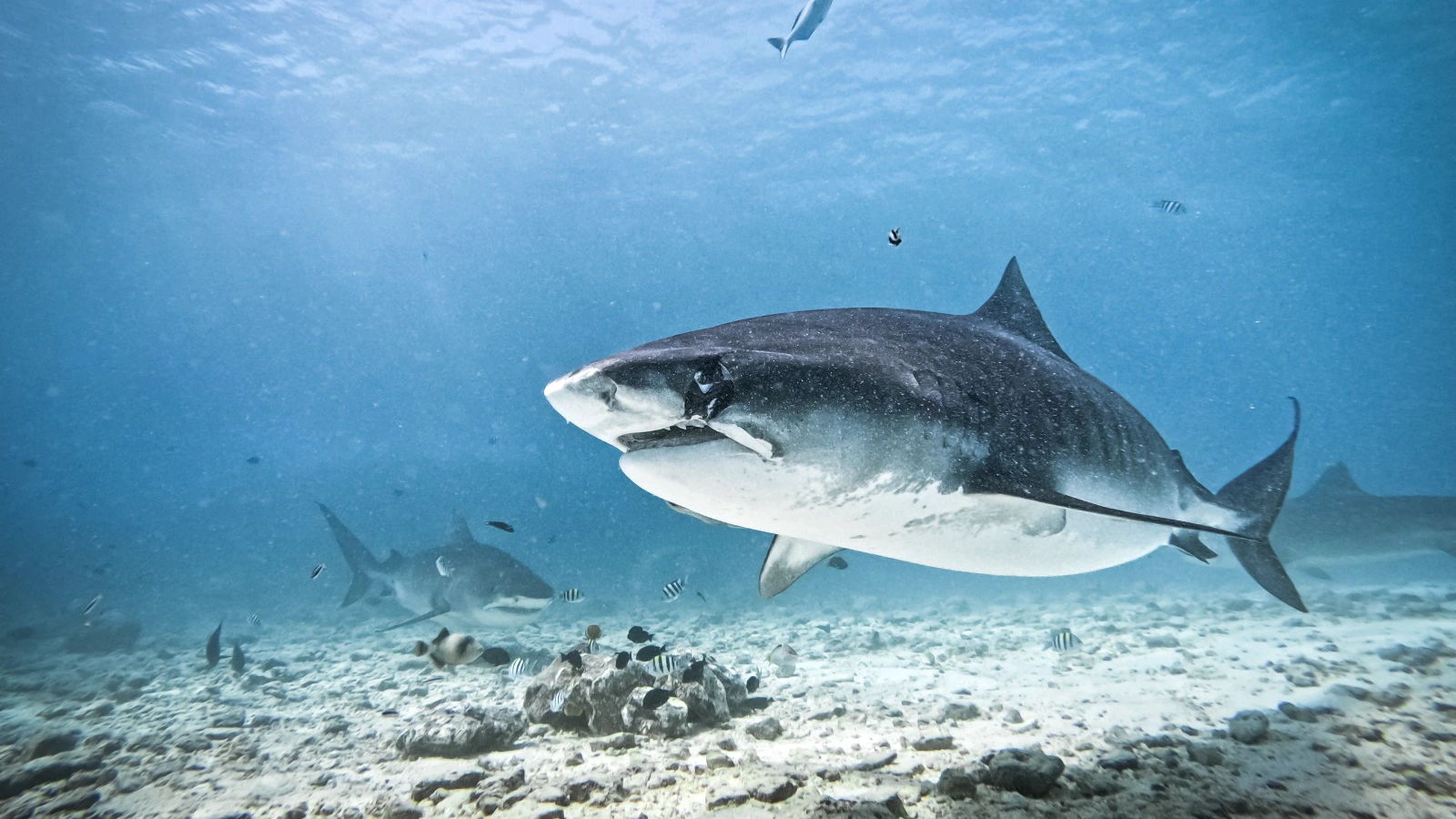 Diving