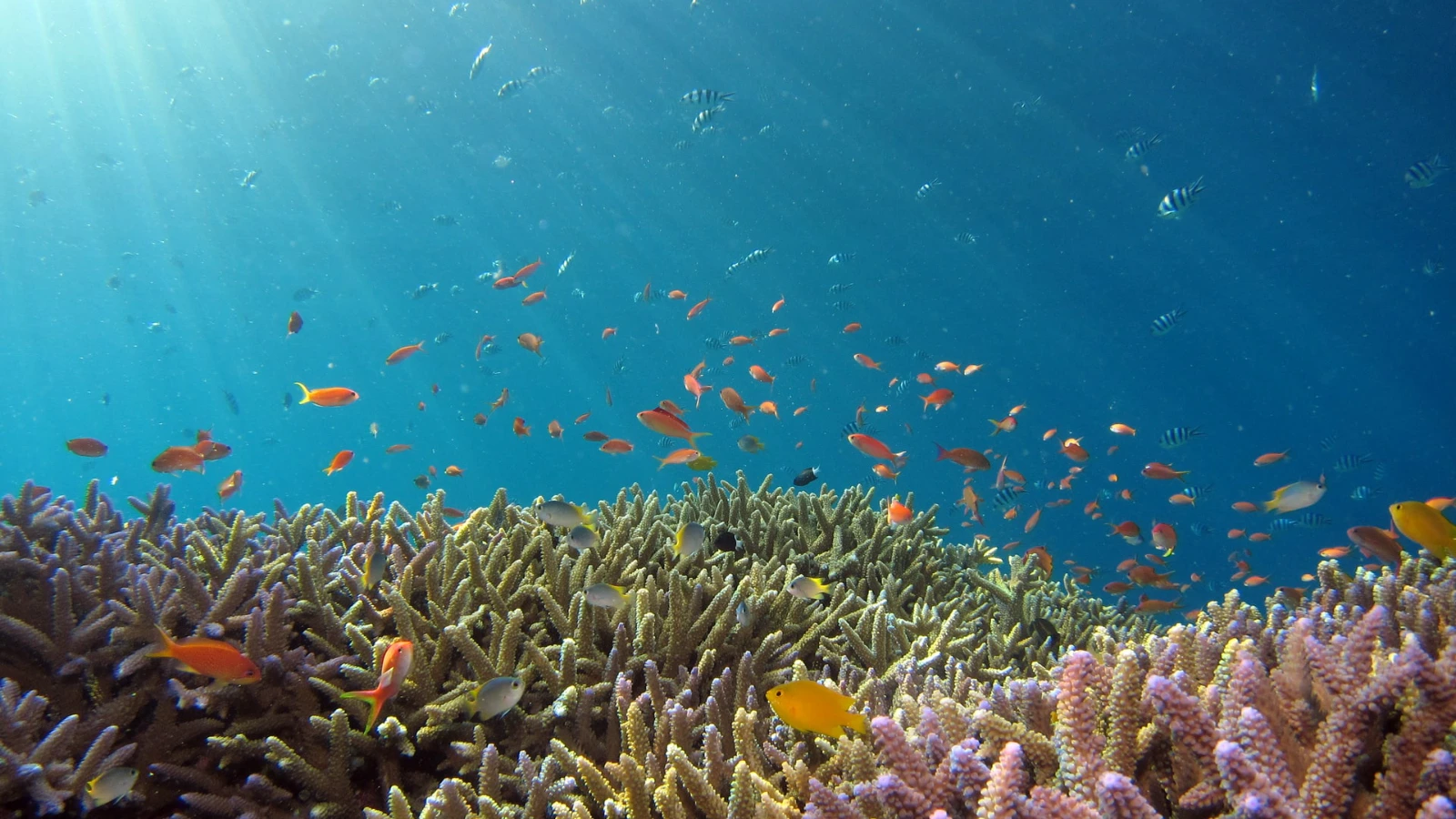 Snorkelling