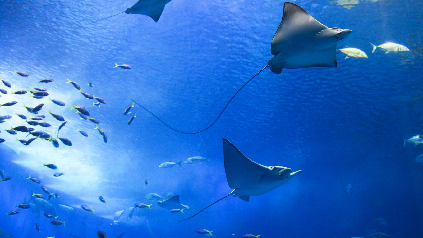 Snorkelling