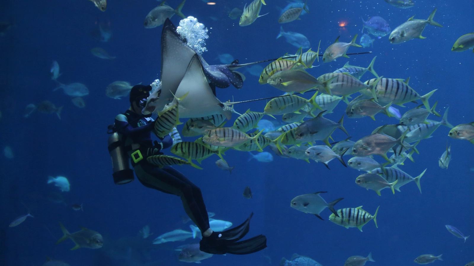 Diving in South Male & Vaavu Atoll