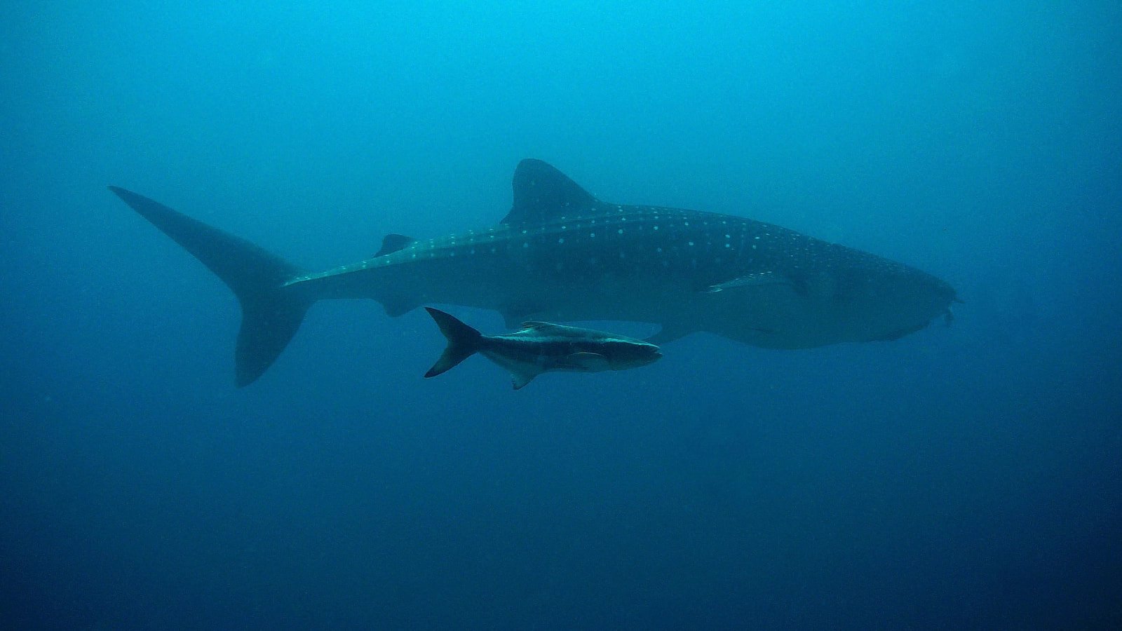 Whale Shark Diving - Maamigili